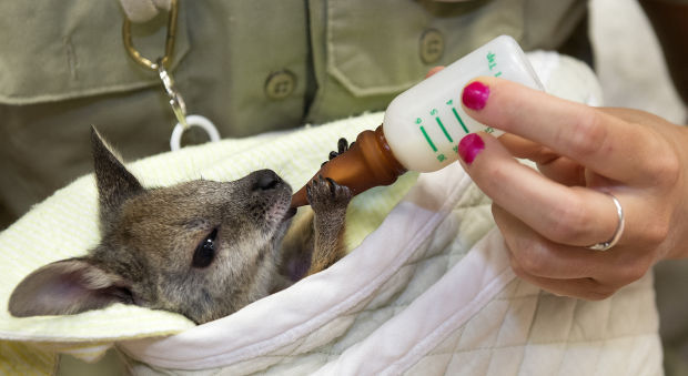 Wallaby joey